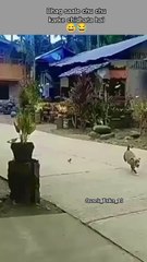 Ruk jaa saale kutte