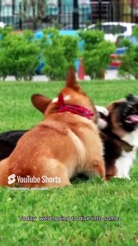 Facts about dogs 🐕 #adventurezone #facts #viralshots #animals #wildlife #nature #dog