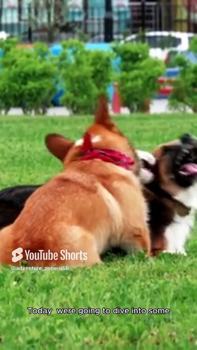 Facts about dogs 🐕 #adventurezone #facts #viralshots #animals #wildlife #nature #dog