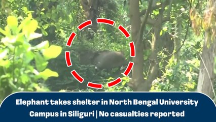 Elephant takes shelter in North Bengal University Campus in Siliguri | No casualties reported