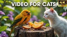 Birdwatching Bliss Video For Cats To Watch Bird on Tree Branches - CatTV Central