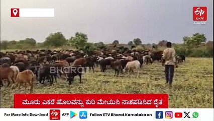 ಈರುಳ್ಳಿ ಬೆಲೆ ಕುಸಿತ: ಕುರಿ ಮೇಯಿಸಿ ಬೆಳೆ ನಾಶಪಡಿಸಿದ ರೈತ