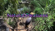 Natural Pleasure