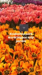 Keukenhof tulip largest garden