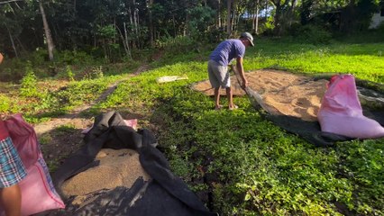 Drying Rice Grains in a Peaceful Philippine Village 🇵🇭☀️