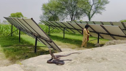Jogi caught the two snakes
