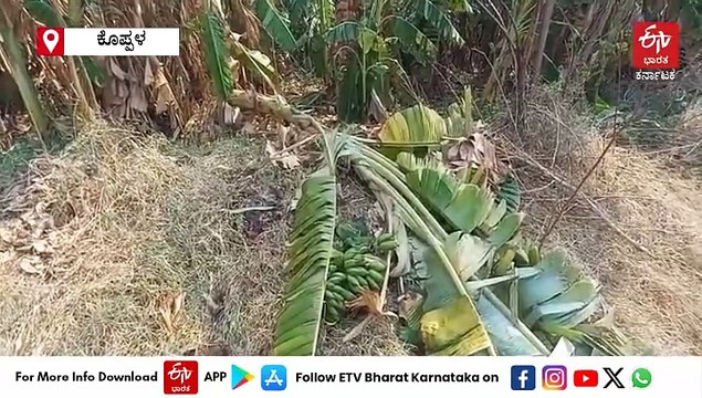 ಕೊಪ್ಪಳ: ಅಕಾಲಿಕ ಮಳೆಗೆ ಬೆಳೆ ಹಾನಿ, ಸೂಕ್ತ ಪರಿಹಾರಕ್ಕೆ ರೈತರ ಆಗ್ರಹ