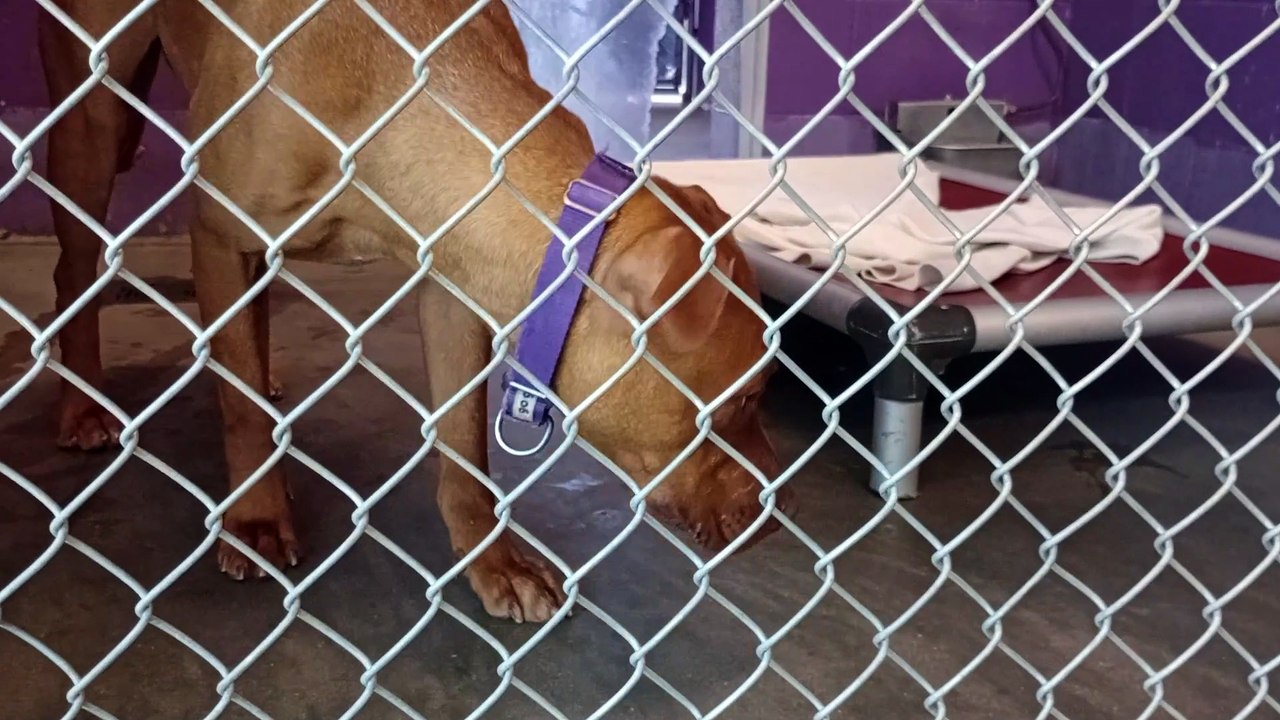 VID_20250418_134254536