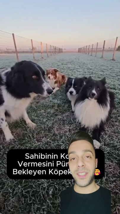 Bu 4 Köpek Sahibinin Komutunu Pür Dikkat Bekliyor! 🐾👀 #hayvanlar #köpekler #köpekeğitimi #köpek #dog
