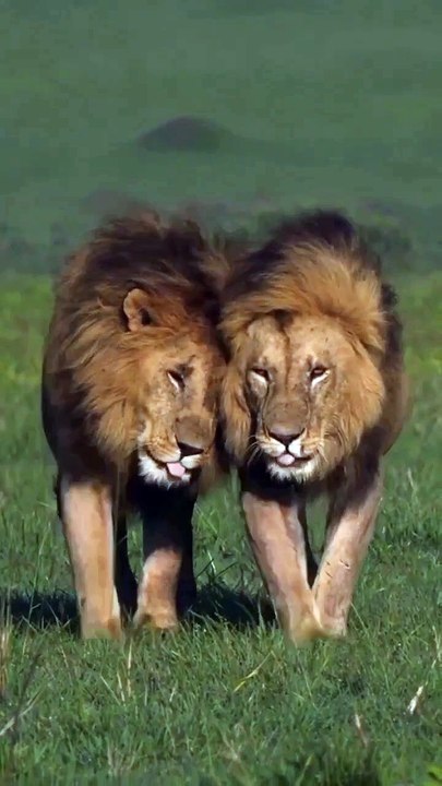 Saleemoffical presentation - Brotherly walk.#trending