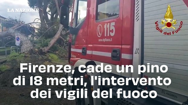 Firenze, cade un pino di 18 metri, l'intervento dei vigili del fuoco