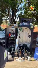 Cultivo de maconha é descoberto em apartamento durante ocorrência de violência doméstica