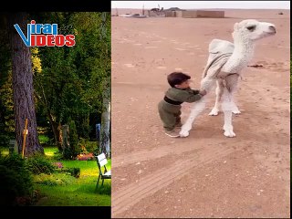 Baby playing with newborn camel - طفل يلعب مع جمل حديث الولادة