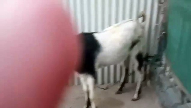 Beautiful Breeds of Goats Available in Islamabad