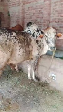 Qurbani k Janwar MashAllah|Eid UL Adha Best Bull in Pakistan #cow #livestock #eiduladha #qurbani #viral