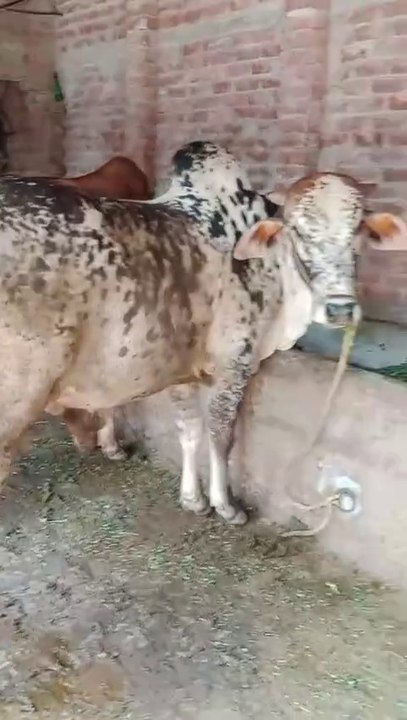 Qurbani k Janwar MashAllah|Eid UL Adha Best Bull in Pakistan #cow #livestock #eiduladha #qurbani #viral