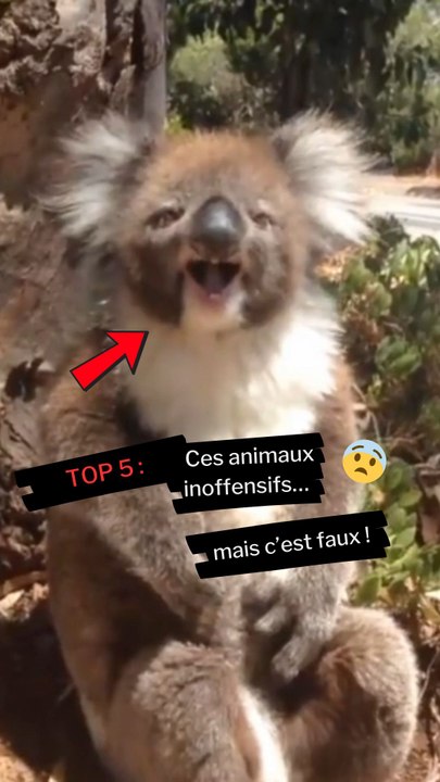 Ces animaux ? Des tueurs déguisés en peluches 😂Lequel t’a le plus choqué ? 🐨💔Dis-le en commentaire