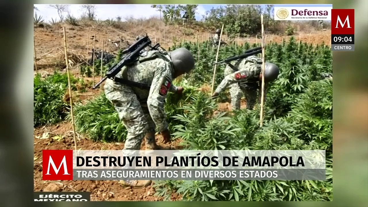 Fuerzas armadas destruyen cultivos de amapola y mariguana en operativo nacional