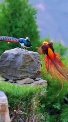 Qur'an #birds#nature#green#viral#video