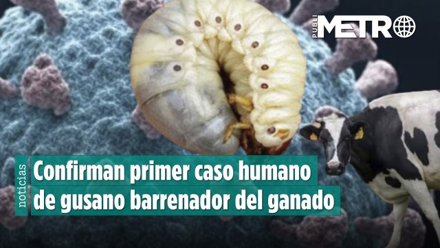 Confirman primer caso humano de gusano barrenador del ganado en México