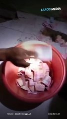 Hama Padi Adalah Tikus, Hama Petani Adalah TIkus Berdasi! Uang Hasil Panen Ditemukan Usai Digelapkan