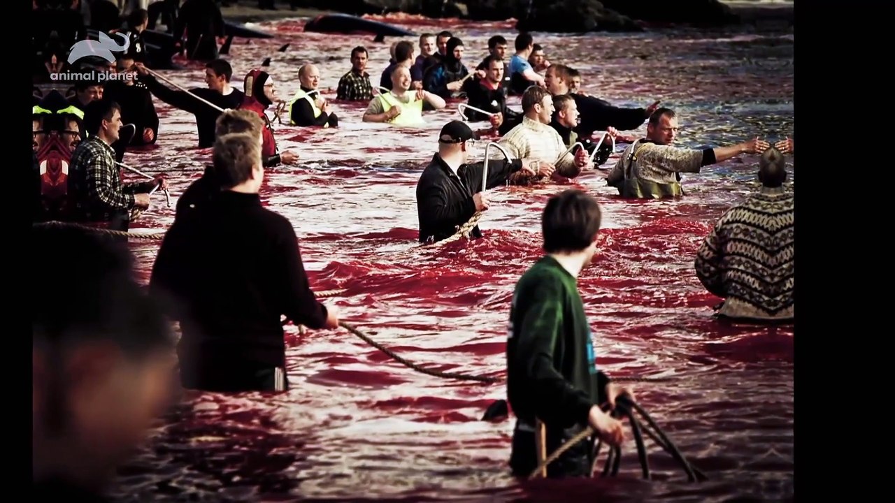 Whale Wars_E01_Nicht willkommen!