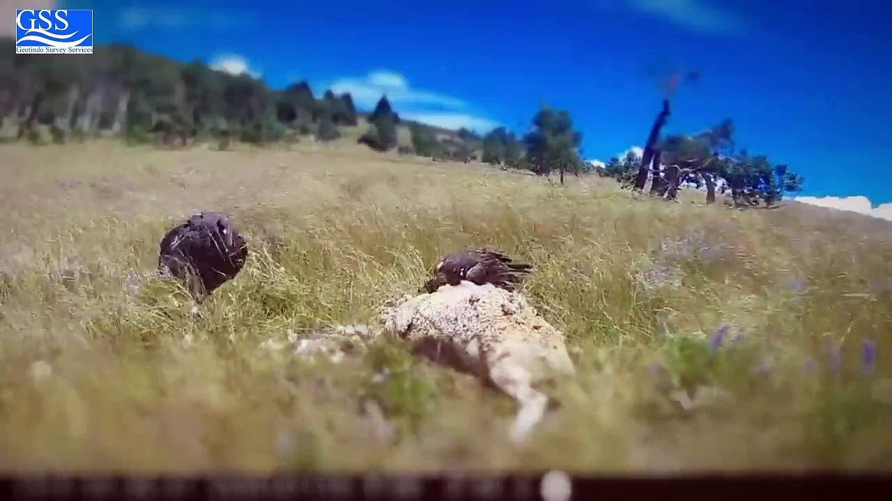 EAGLE VS ROOSTER
