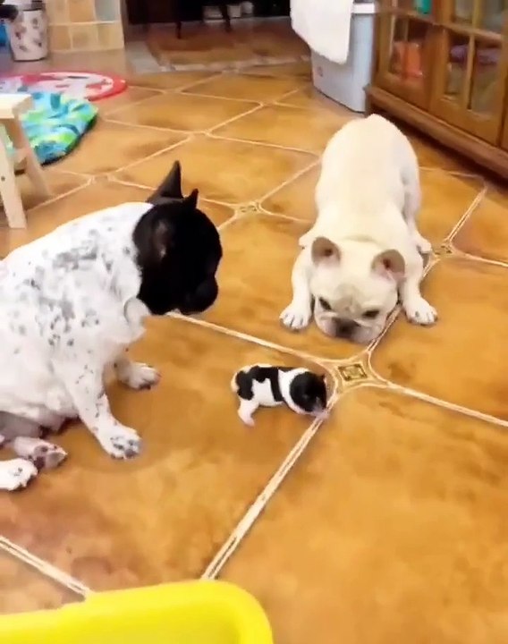 Doggy excitement at the magical moment of the first steps 🐕.