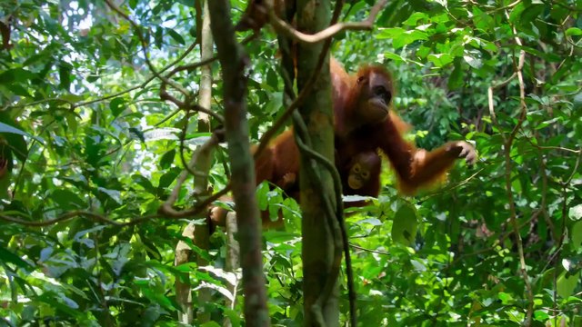 I Segreti Degli Animali S01e08 Alla Ricerca Di Un Partner