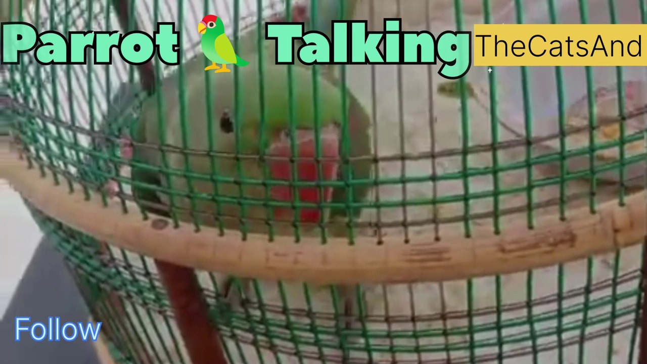 Parrot 🦜 Saying Bismillah | Happy Parrot Sound | #foryou #dailymotion #dailymotionvideo #funny #comedy #laughing #TheCatsAnd #animals #parrot #talking #voice #sound