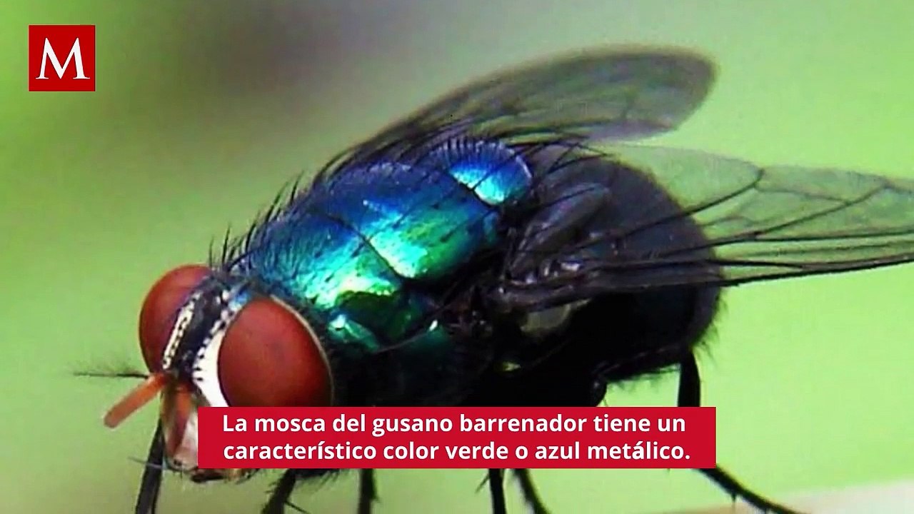 ¿Cómo identificar al gusano barrenador? Así puedes reconocerlo y actuar a tiempo