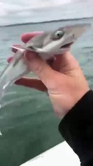 #animal metaphor #cute#animal #story for kids