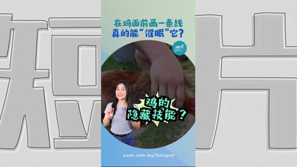 画直线就能让鸡“静止不动”？科学真相揭晓！原来这是鸡的“隐藏技能”？ #生物篇 | 懂来做莫？ Ep202