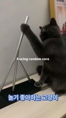 cute adorable cat | random funny video in Indonesia #4