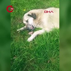 İstanbul Avcılar'da 2 köpek zehirlendi: Veterinerler acil müdahaleyle kurtardı!