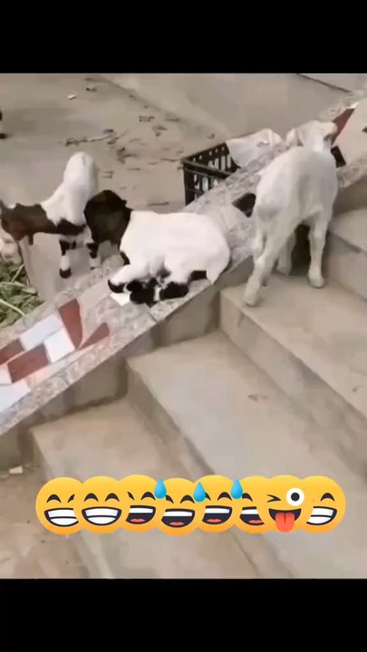 rana