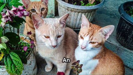 How 1,000 Cats Liberated Aoshima Island !