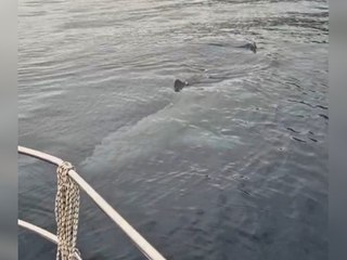 Riesenhai vor Kroatiens Küste gefilmt