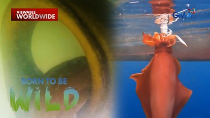 Pambihirang mala-ahas na lamang dagat, natagpuan sa Occidental Mindoro! | Born to be Wild