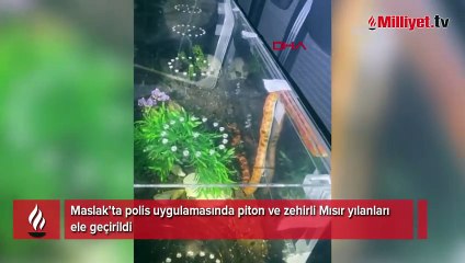 İstanbul'da şoke eden olay! Cam fanuslardan zehirli yılanlar çıktı