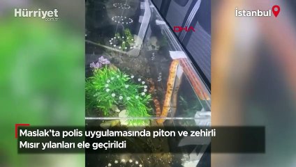 Maslak’ta polis uygulamasında piton ve zehirli Mısır yılanları ele geçirildi!