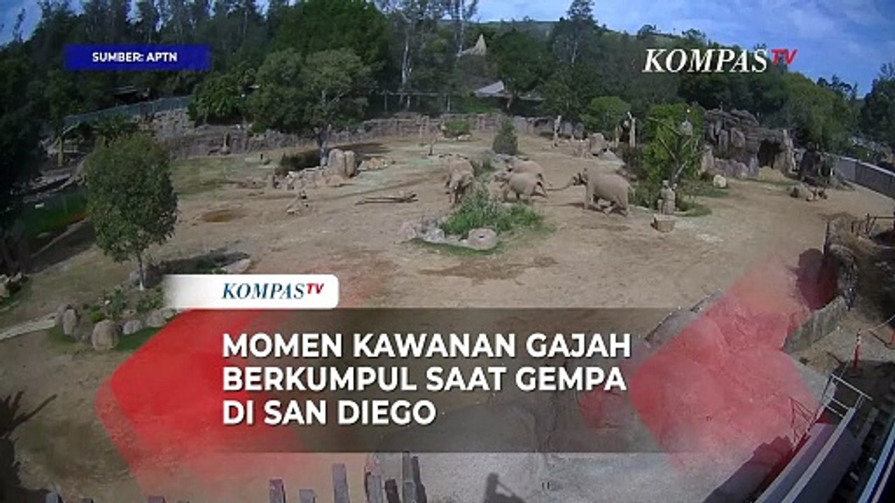 Momen Gajah Lindungi Anaknya Saat Gempa di San Diego