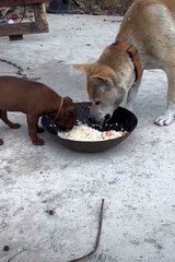 Funny Animals 😼Cute Animals  #short #cuteanimals #funnyanimals #shortsfeed