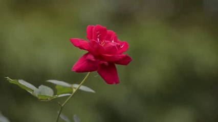 Rose from my garden@Fujairah 🇦🇪