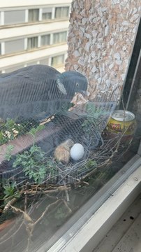 Bonne Pâques #Paques à tous avec la naissance de palombe