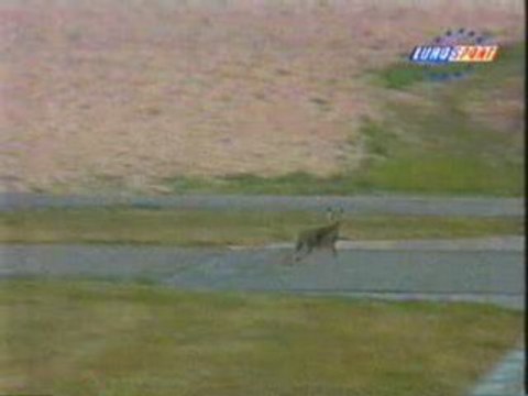 Street Racing - Rabbit Gets Hit by Race Car-horrible!