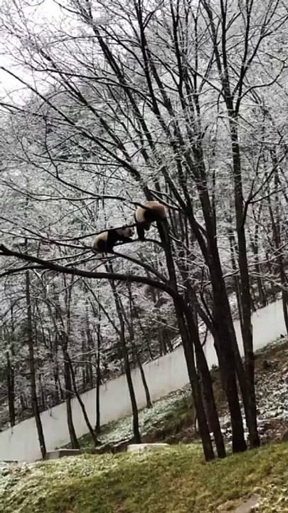 The daily life of pandas 🐼 (24)   #Panda #Lovely