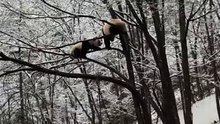 The daily life of pandas 🐼 (24)   #Panda #Lovely