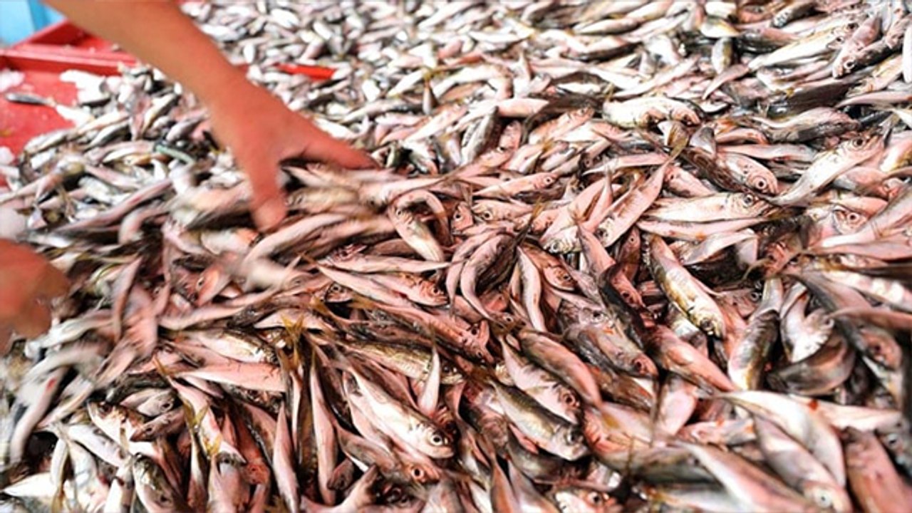 Av yasağı sonrası mezgit ve istavritin kilosunda sürpriz değişiklik