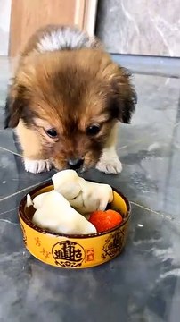 Dog Eating Momos | Dog Eating Moments | Animals Funny Moments | Animals Satisfying Videos #animals #pets #dog #doglover #cutepuppies #fun #love #cute #beautiful #funny